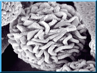 Effects of pollutants on the environment and human health