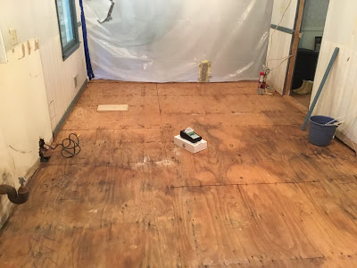 How to identify mold in your home or building